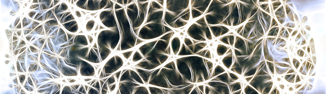 Neurogenesis del cerebro